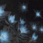 emphyrean rosettesright