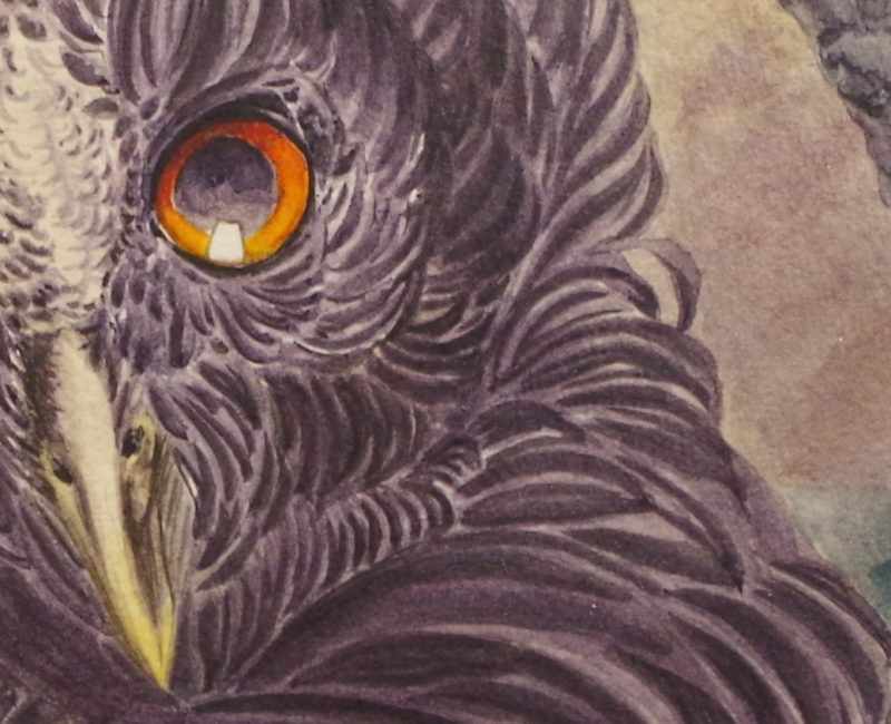 detail of owl