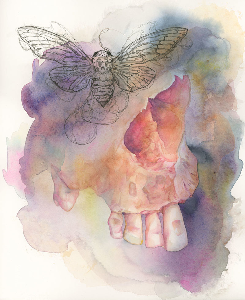 Painting is a loose watercolor of the nasal cavity and teeth of a human skull. A loose ink drawing of a cicada is where the eye socket would normally be.