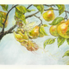 Fair of Pear