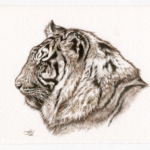 "Tiger" by Natee Puttapipat