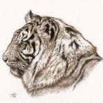 "Tiger" by Natee Puttapipat