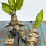 Life Cycle of the Mandrake