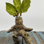 Life Cycle of the Mandrake