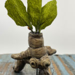 Life Cycle of the Mandrake