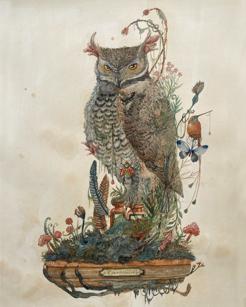 watercolor Owl cabinet of Curiosities by Sucharita Suri