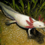"Axolotl" -- by Danny Schwartz