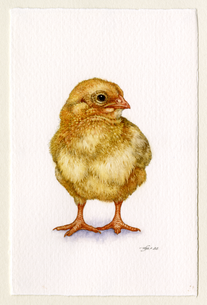 'Chick Study 2' by Natee Puttapipat