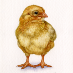 'Chick Study 2' by Natee Puttapipat