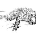 Crocoakdile by Laura Garabedian