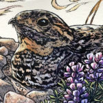 Nesting Nighthawk by Emily Poole