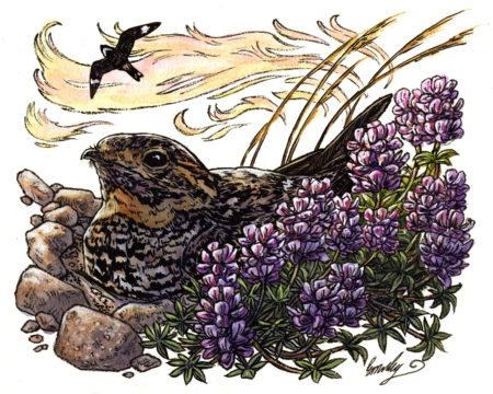 Nesting Nighthawk by Emily Poole