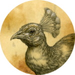 'Peafowl Head Study' by Natee Puttapipat