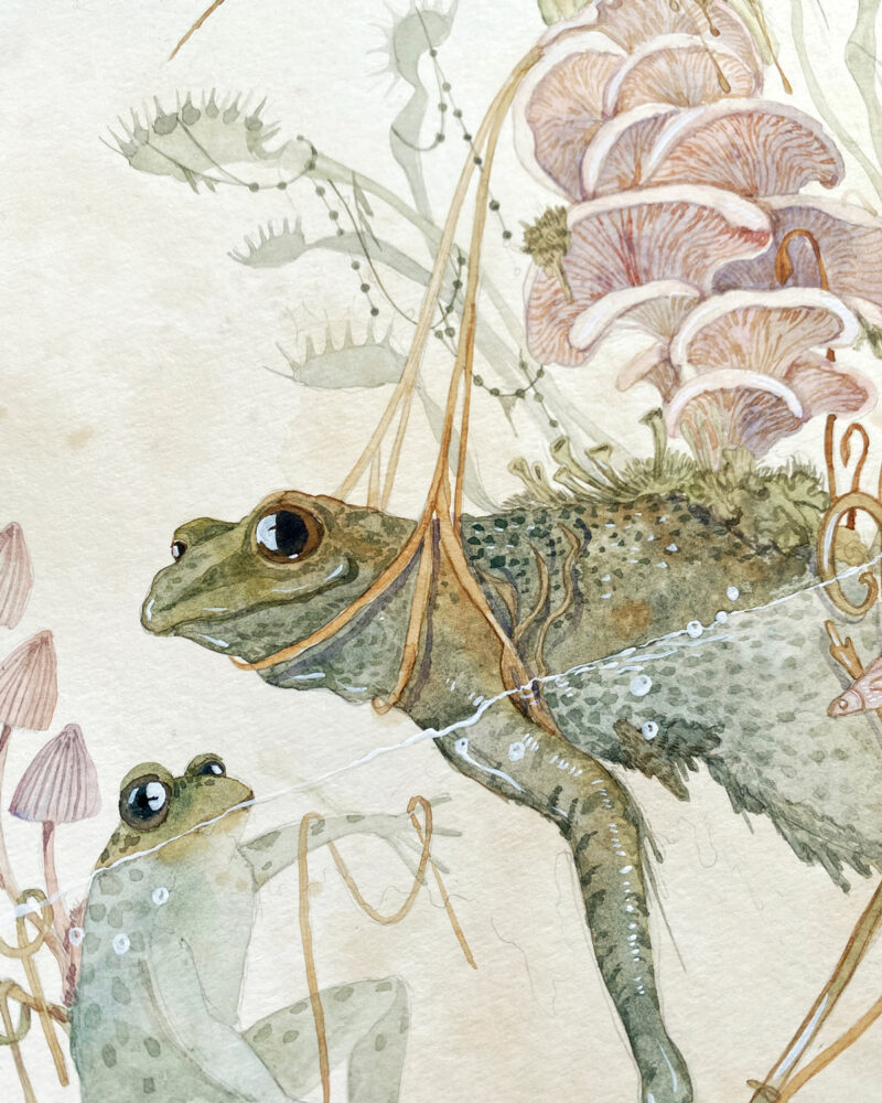 Feisty frogs Watercolor