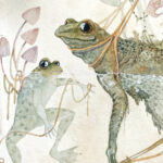 Feisty frogs Watercolor