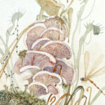 Feisty frogs Watercolor