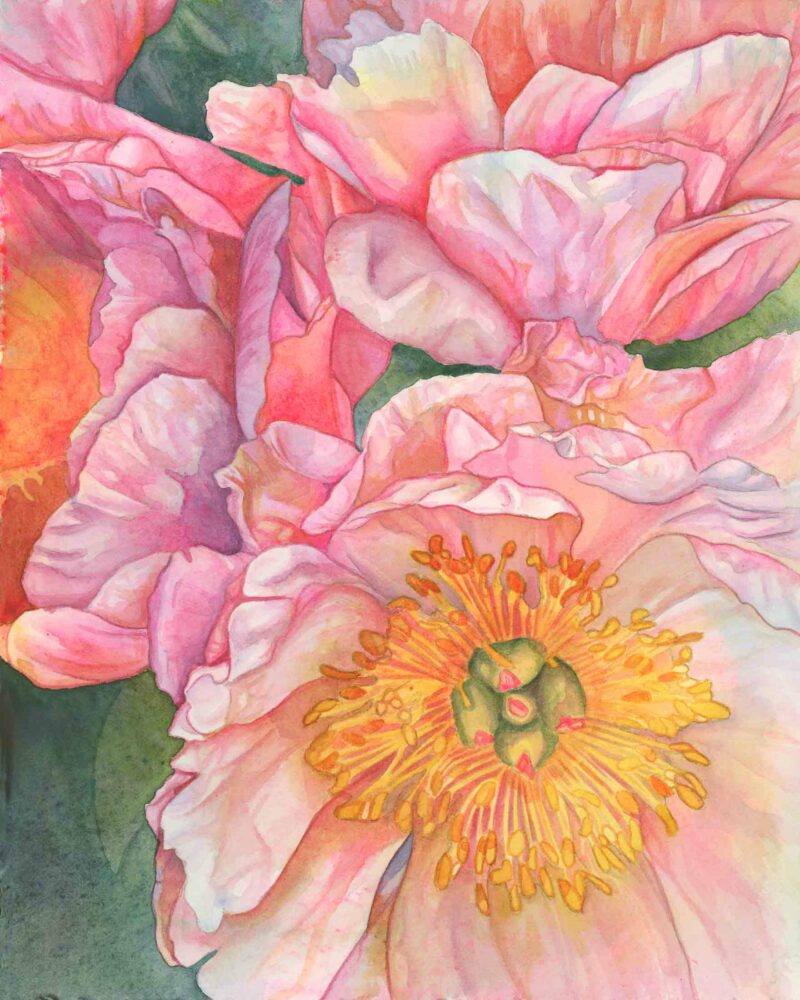 A watercolor painting of three blooming peonies