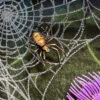 Macro Spider Details
