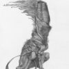 Flycatcher - Image 2