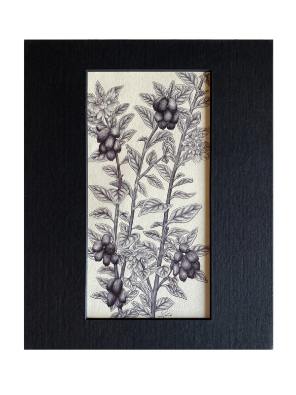 Haskap Berries by Shawn E Russell