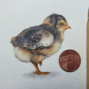 "Khadi Paper Chick" by Natee