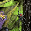 Spider Detail
