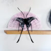 Black Viscount Moth - Image 5