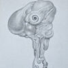 Cthulhu - Image 2