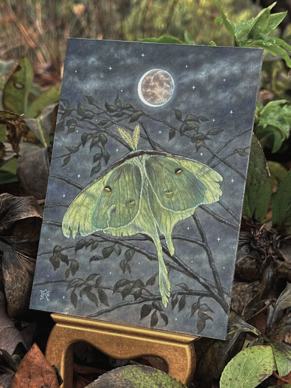 "Tattered Luna Moth" by Kaysha Siemens