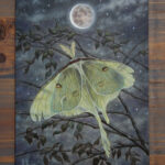 "Tattered Luna Moth" by Kaysha Siemens
