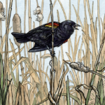 Aspirations by Emily Poole