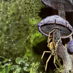 Closeup Detail of Paper Spider