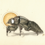 'Skinned' — drawing of a cicada shell