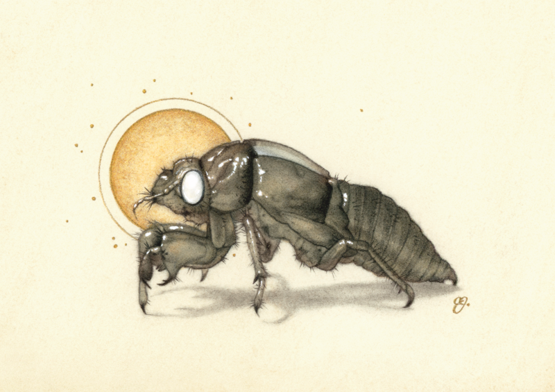 'Skinned' — drawing of a cicada shell