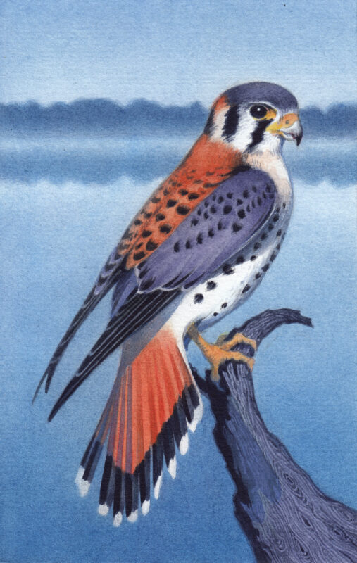 "Tranquility" - by Angelika Rasmus