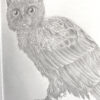Nutmeg The Meowl - Image 4