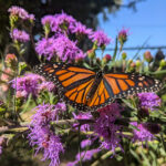 Photo of the monarch butterfly.