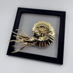 Golden ammonite with elegant tentacles