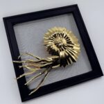 Golden ammonite with elegant tentacles