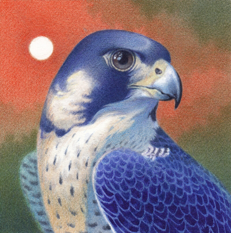 "Peregrine Falcon" - by Angelika Rasmus