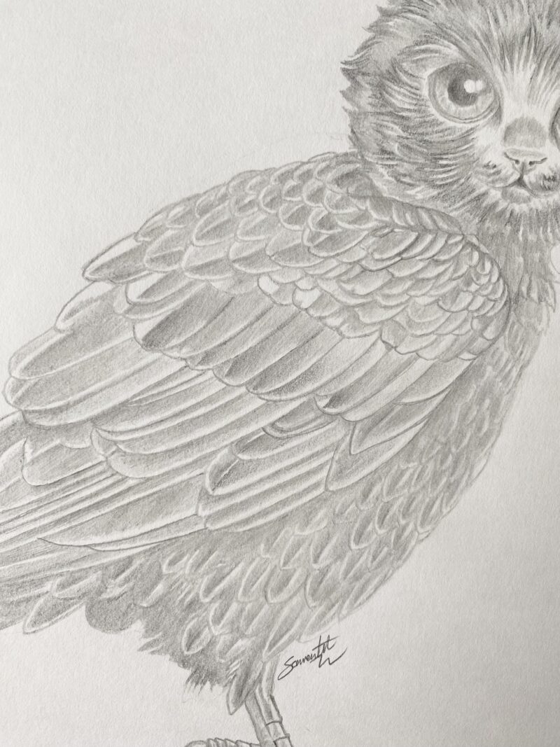 Persimmon the Meowl. - Image 4