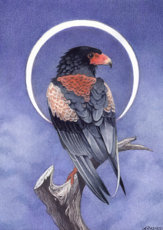 "Shadow's Turn" - by Angelika Rasmus