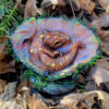 Little Cetus - Image 7