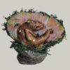 Little Cetus - Image 3