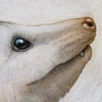 King Opossum - Carolina Lebar