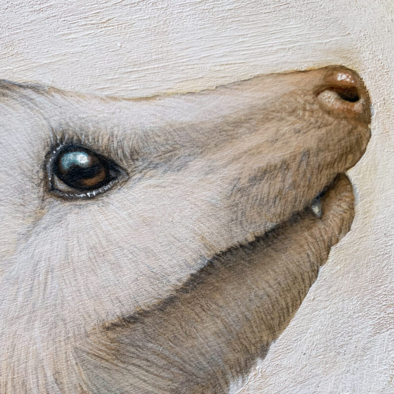 King Opossum - Carolina Lebar