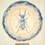 A hand-painted blue-and-white porcelain-style plate featuring intricate floral and vine motifs with a detailed beetle at the center. Inspired by antique Chinese ceramics and natural history collections, the artwork evokes the feeling of a treasured object displayed in a collector's cabinet of curiosities. The plate is photographed against a neutral background.