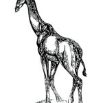 Ink drawing of a giraffe with extremely stylized ink patterning on it's body