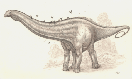 Brown and graphite pencil of the sauropod dinosaur, Diplodocus.