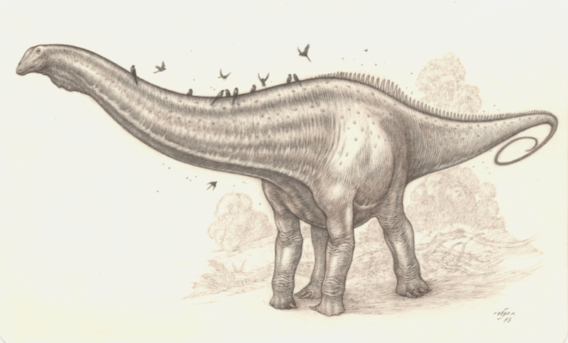Brown and graphite pencil of the sauropod dinosaur, Diplodocus.